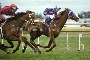 Doriemus (23452 bytes)