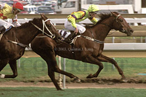 Arctic Scent (25441 bytes)