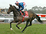 Makybe Diva (8135 bytes)