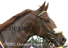 melbcup(2)2002.jpg (16000 bytes)