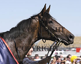 melbcup(2)2003.jpg (18128 bytes)