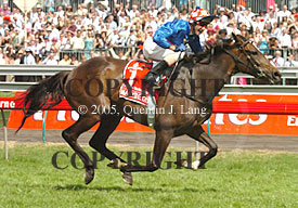 Makybe Diva (29893 bytes)