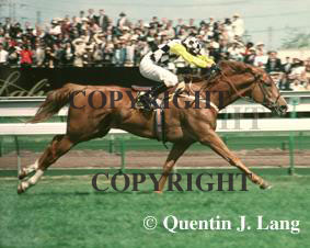 Saintly Melb Cup (16789 bytes)