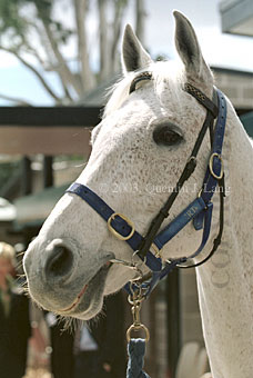 Subzero (23596 bytes)