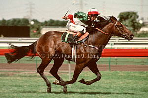 testarossa.jpg (21713 bytes)