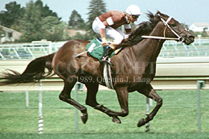 vorogue.jpg (22466 bytes)