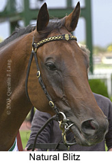 Natural Blitz (19892 bytes)