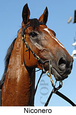 Niconero (14872 bytes)