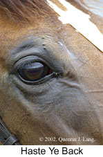 r3hasteyeback3.jpg (12012 bytes)