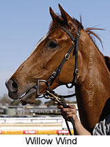 Willow Wind (12649 bytes)
