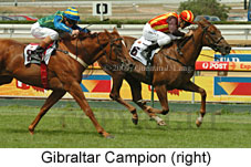 Gibraltar Campion (14872 bytes)