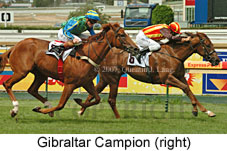 Gibraltar Campion (14872 bytes)