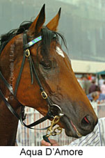 Aqua D'Amore (14872 bytes)