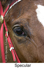 r1specular2.jpg (12664 bytes)