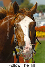 Follow The Till (14772 bytes)
