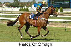 Fields of Omagh (14772 bytes)