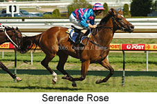 Serenade Rose (19048 bytes)