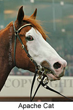 Apache Cat (14772 bytes)