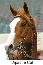 Apache Cat (14772 bytes)