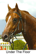 Under The Floor (14772 bytes)