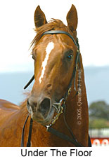 Under The Floor (14772 bytes)