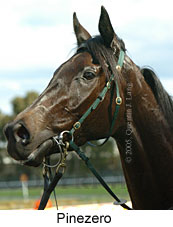 Pinezero (14772 bytes)