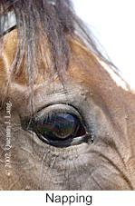 r5napping3.jpg (9002 bytes)