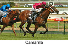 Camarilla (14872 bytes)