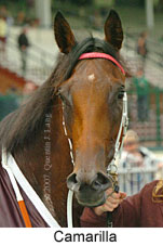 Camarilla (14872 bytes)