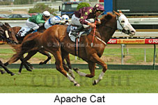 Apache Cat (14872 bytes)