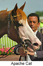 Apache Cat (14872 bytes)