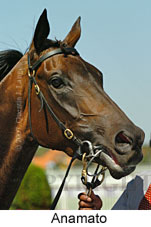 Anamato (14872 bytes)