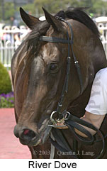 River Dove (12442 bytes)