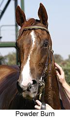 Powder Burn (11965 bytes)