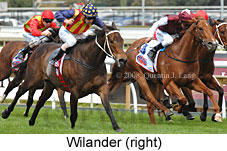 Wilander (16519 bytes)