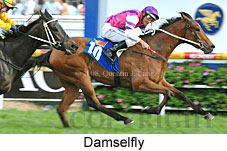 Damselfly (16519 bytes)