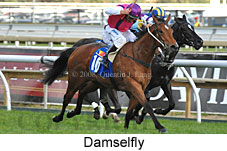 Damselfly (16519 bytes)