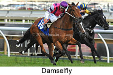 Damselfly (16519 bytes)