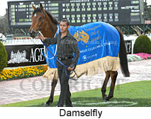 Damselfly (16519 bytes)