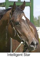 r6intelligentstar3.jpg (8555 bytes)