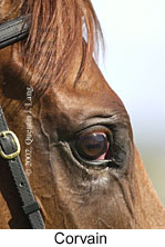 r8corvain2.jpg (11656 bytes)