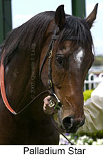 r2palladiumstar2.jpg (11524 bytes)