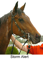 Storm Alert (12100 bytes)