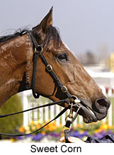 Sweet Corn (13124 bytes)