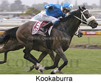 Kookaburra (12064 bytes)