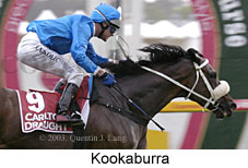 Kookaburra (13913 bytes)