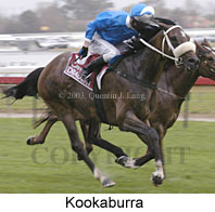 Kookaburra (13450 bytes)