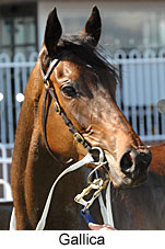 Gallica (16564 bytes)