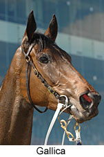 Gallica (16564 bytes)