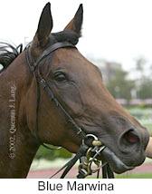 r1bluemarwina2.jpg (8136 bytes)
